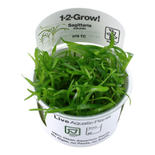 (Sagittaria subulata) Tropica Live Aquarium Plants Middleground Tropical Fish Tank Planting