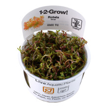 (Rotala rotundifolia Medium Red) Tropica Live Aquarium Red Plants Rotala Beautiful Advanced Aquascape Planting