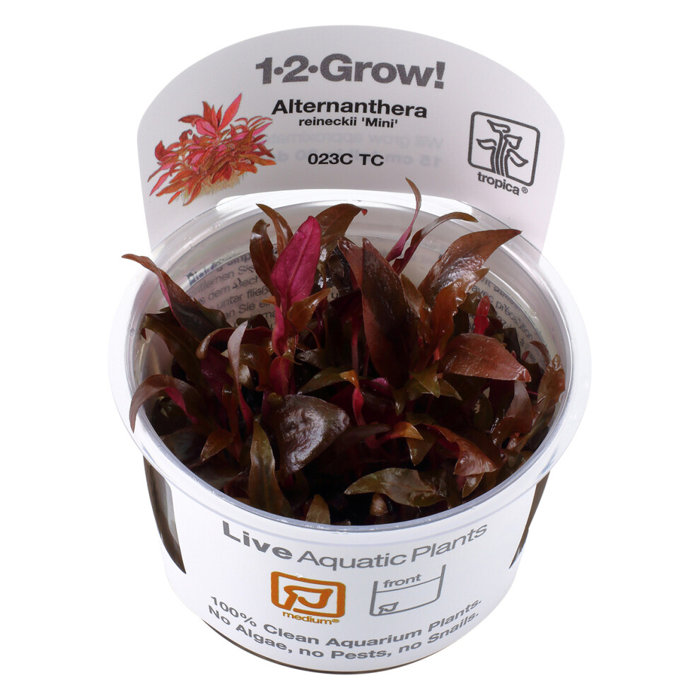(Alternanthera reineckii Mini Medium Foreground) Tropica Foreground Live Aquarium Plants Aquascape Tissue Culture Tank