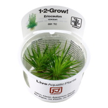 (Eriocaulon cinereum Advanced Foreground) Tropica Foreground Live Aquarium Plants Aquascape Tissue Culture Tank