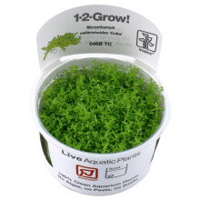 (Micranthemum callitrichoides Cuba Advanced Foreground) Tropica Foreground Live Aquarium Plants Aquascape Tissue Culture Tank