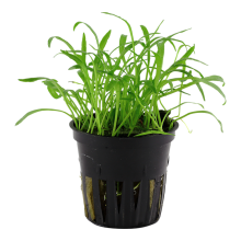 (Lilaeopsis brasiliensis Easy Foreground Carpeting) Tropica Foreground Live Aquarium Plants Aquascape Tissue Culture Tank