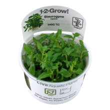 (Staurogyne repens Easy Foreground) Tropica Foreground Live Aquarium Plants Aquascape Tissue Culture Tank