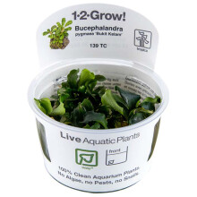 (Bucephalandra Bukit Kelam) Tropica Live Aquarium Plants Attach to Rocks Wood Fish Tank Aquascape