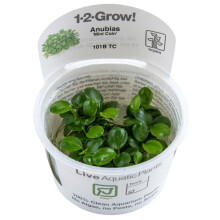 (Anubias Mini Coin) Tropica Live Aquarium Plants Attach to Rocks Wood Fish Tank Aquascape