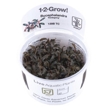 (Bucephalandra Kedagang) Tropica Live Aquarium Plants Attach to Rocks Wood Fish Tank Aquascape