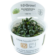 (Bucephalandra Needle Leaf) Tropica Live Aquarium Plants Attach to Rocks Wood Fish Tank Aquascape