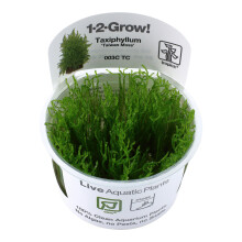 (Taxiphyllum alternans) Tropica Live Moss Plants for Aquarium Terrarium Flame Taiwan Christmas Aquascape