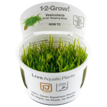 (Vesicularia ferriei) Tropica Live Moss Plants for Aquarium Terrarium Flame Taiwan Christmas Aquascape