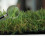 (4m, 5m) Promo 40mm Pet-Friendly Fake Artificial Grass 4