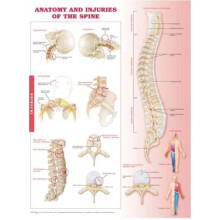 Anatomy and Injuries of the Spine