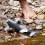 Schleich Schleich Wild Life, Φιγούρα Ζώου, Παιχνίδια για Αγόρια και Κορίτσια 3-8 Ετών, Κιλερ Γουόλφ, 3+ 3