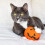 Yeowww Yeowww Halloween z dyni 3