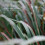 NOW Foods NOW Ulei de citronella 1 uncie (Pachet de 2) 3