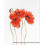 Lucas ??t sta???   e?????? LUCAS-S Four Poppies Counted 1