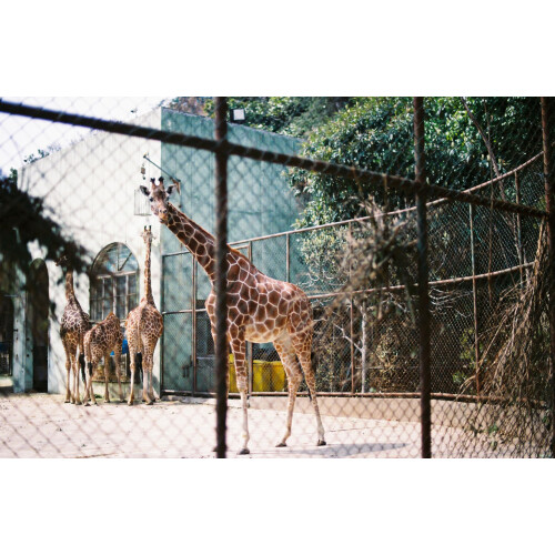 Lomography Color Negative 400 ISO 35mm 3 Πακέτο 2