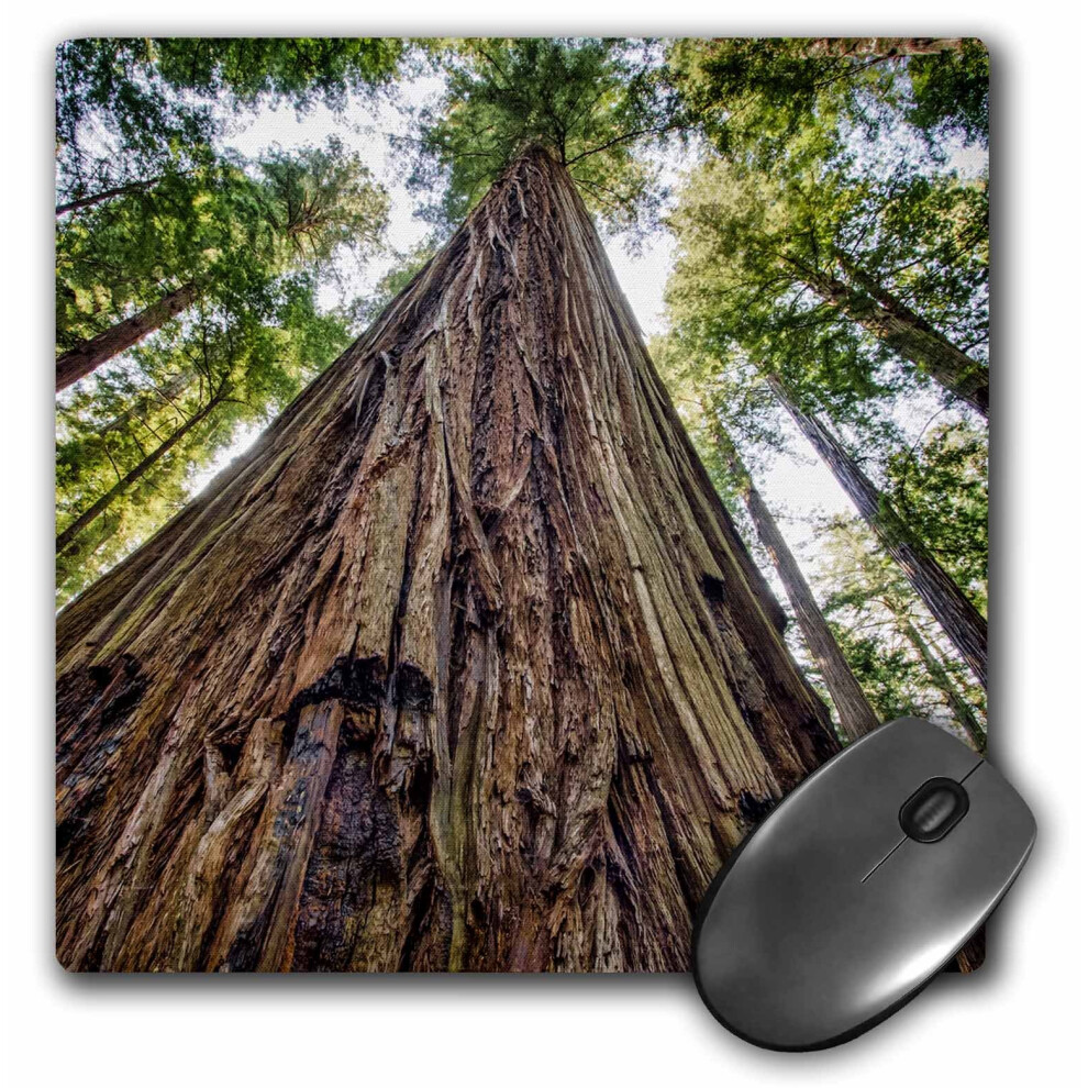 3Drose Roosevelt Grove Humboldt Redwoods State Park California Mouse Pad 8"""" X 8"""" (Mp_208647_1) 190133105113