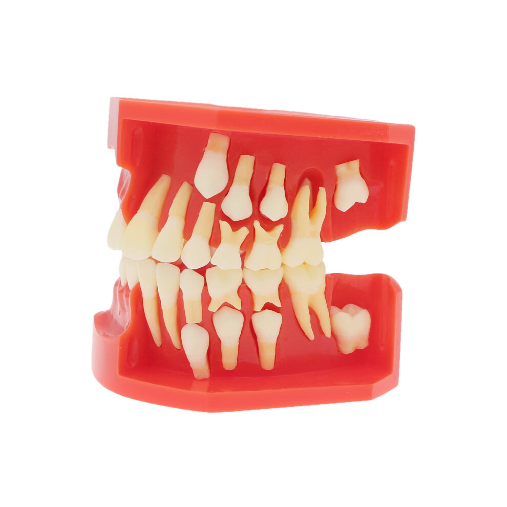 Dentalmall Denti Typodonts Dental Model #7013 - Modello Di Sviluppo Eruzione Dei Denti Modello Alternato Di Pressione Costante Di Denti Decidui-image