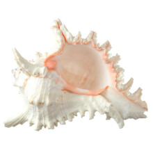 Decor Conch Shell - Decor Conch Seashell - 6-7"""" Shell Sea Shell Murex Ramosus - Scoici pentru decorare - Scoici mari pentru meserii - Decor Magi