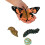 INSECT LORE VLINDER LEVENSCYCLUS STADIA (Set van 6) 2