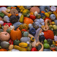 Vermont Christmas Company Herbsternte-Puzzle, 1000 Teile