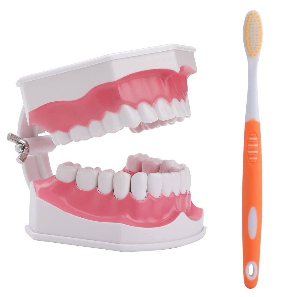 Lvchen 2-Voudig Tandenmodel Met Tandenborstel - Tandheelkundig Model Met Grote Tanden, Tandheelkundig Onderwijs Voor Kinderen, Tandheelkundig Mod-image