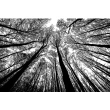 Bgraamiens Puzzle-Wald in Schwarz und Wei  1000 Teile, kreatives Schwarz-Wei-Naturlandschafts-Schwerpuzzle, blaues Brett-Puzzle