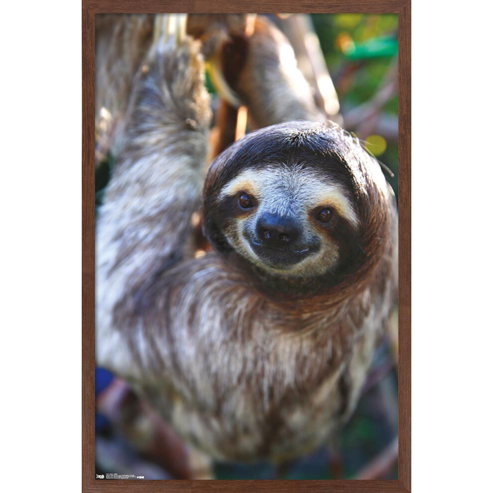 Affiche murale Trends International Paresseux - Sourire 14,725"""" x 22,375"""" Version encadr   e en acajou