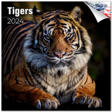 2023 2024 Tigers Calendar - African Wildlife Monthly Wall Calendar - 12 x 24 Open - Thick No-Bleed Paper - Giftable - Academic Teacher's Planner