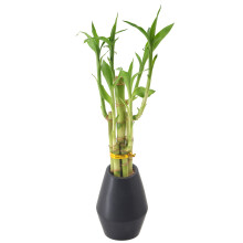 Arcadia Garden Products 5-Stieliger Glcksbambus, lebende Zimmerpflanze in Dimension II, Keramik-Pflanzgef fr Heimarbeit oder Geschenk, Schwarz **