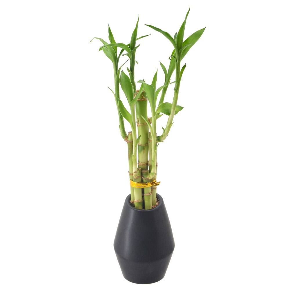 Arcadia Garden Products 5-Stem Lucky Bamboo  Live Indoor Plant in Dimension II Ceramic Planter for Home  Work  or Gift  Black ***Cannot Ship to Hawaii