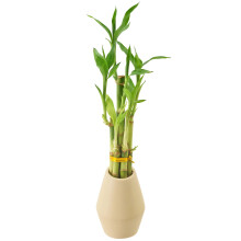 Arcadia Garden Products 5-Stieliger Glcksbambus, lebende Zimmerpflanze in Dimension II, Keramik-Pflanzgef fr Heimarbeit oder als Geschenk, Hellbr