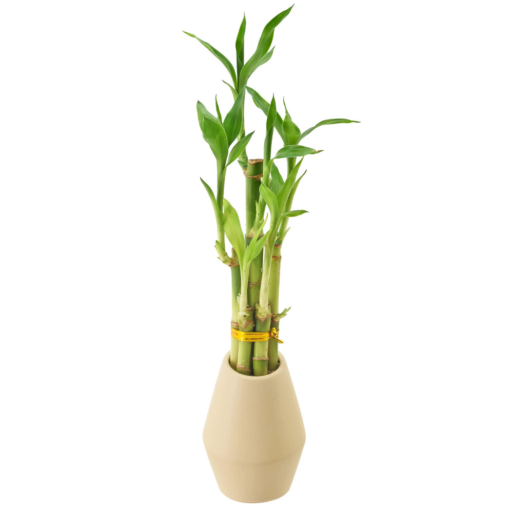 Arcadia Garden Products 5-Stem Lucky Bamboo  Live Indoor Plant in Dimension II Ceramic Planter for Home  Work  or Gift  Tan ***Cannot Ship to Hawaii**