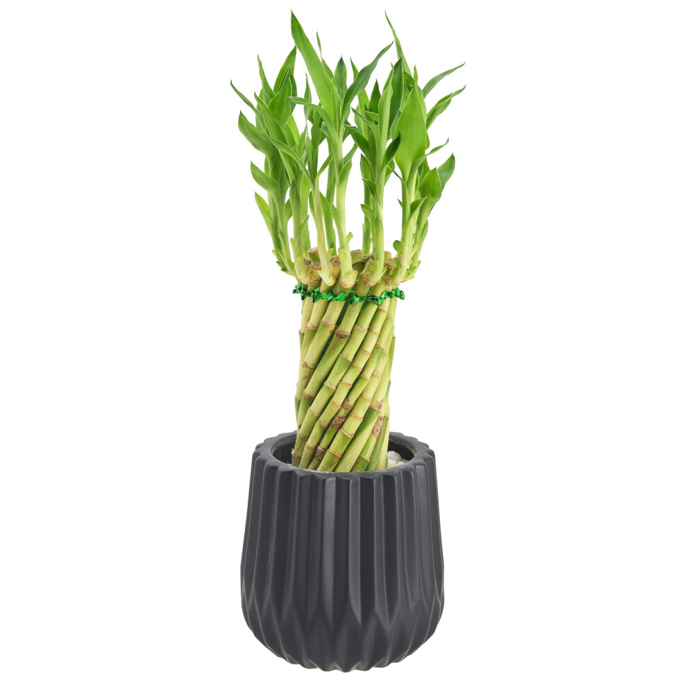 Arcadia Garden Products LV36 Tornado Lucky Bamboo  Live Indoor Plant in Classica 2.0 Ceramic Planter for Home  Work  or Gift  Black