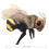 Folkmanis Mini Bee Finger Puppet Black; Orange-Yellow 5