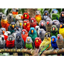 Kaleidoskop der Federn: Hochwertiges 1000-teiliges Puzzle fr Erwachsene von Cross & Glory  Einzigartiges Vogel-Kunstwerk  Beste herausfordernde Pu