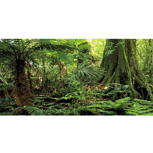 AVENTE 36X18 POLEGADAS TERRARIUM FORESTORENTE PEDRA VERDE ENORME