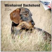 2023 2024 Wirehaired Dachshund Calendar - Dog Breed Monthly Wall Calendar - 12 x 24 Open - Thick No-Bleed Paper - Giftable - Academic Teacher's P