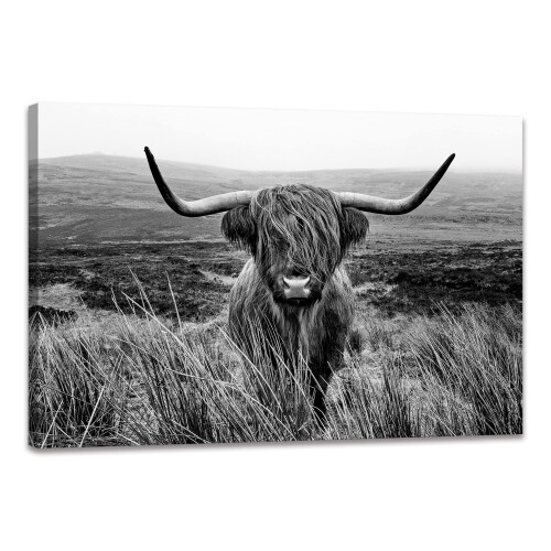 Arte de Parede Vaca Highland Preto e Branco Decoração Canvas 12x16 Polegadas