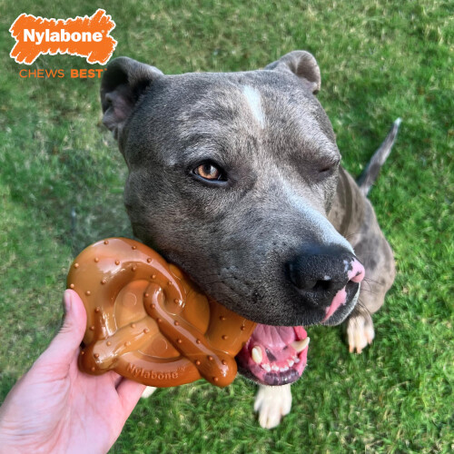 Nylabone Nylabone P 2
