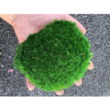 prefleur Preserved Pole Moss Pillow Bun cushion Natural green Decorative Real Natural green DIY Kit gardenning Art Wall Decor Florist Decor Easter Tab
