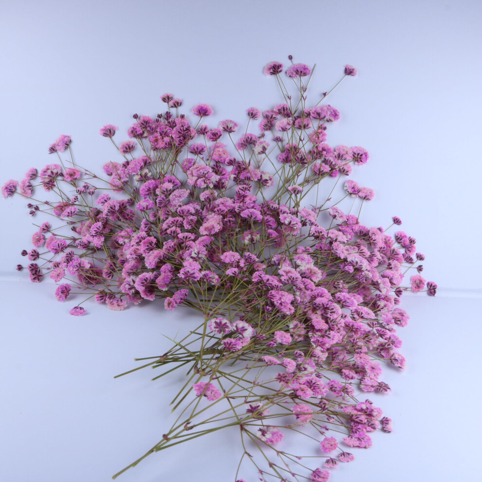 Lyfortzy 50 St Ck Rosa Schleierkraut, Echte Getrocknete Gepresste Blumen. Vakuumverpackte Mini-Proben Aus Getrockneten Schleierkrautbl Ten + 1 Pi-image