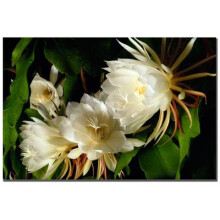 Trademark Fine Art Kurt Shaffer Night Blooming Cereus Canvas Art 16 by 24-Inch