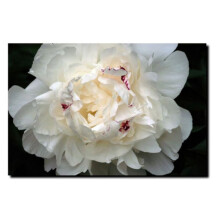 Tavaramerkki Fine Art Kurt Shaffer Perfect Peony Canvas Art 18 x 24-tuumainen
