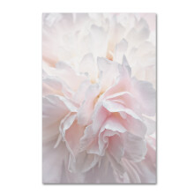 Trademark Fine Art ' Pink Peony Petals IV ' Canvaskonst av Cora Niele 22x32