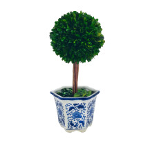 Galt International konzervovan zimostrz Topiary Tree v modroblm keramickm kvetinci stred rostlin a stolu Ohromujc zelen a rostlinn vzdoba