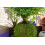 SuperMoss (29346) Kokedama Planter  4""""  Fresh Green 3
