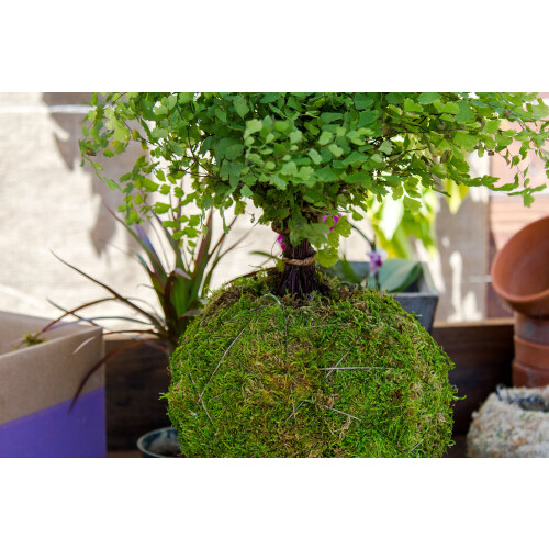 SuperMoss (29346) Kokedama Planter  4""""  Fresh Green 2