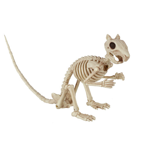 Crazy Bonez Skelett Eichh   rnchen