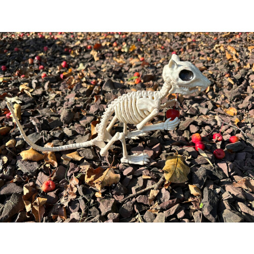 Crazy Bonez Skelett Eichh   rnchen 1